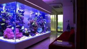 Как да изберем аквариум